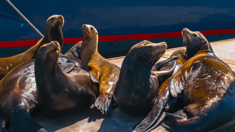 Cabo San Lucas: Tour paseo al Arco + bajada en playa - What the Reviews Say