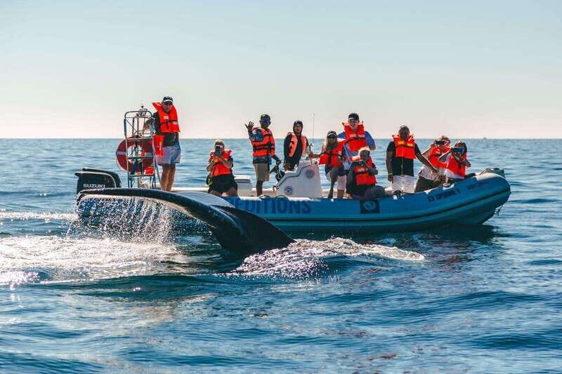 Cabo San Lucas: Up-Close Whale Watching Small-Group Tour - An In-Depth Look at the Experience