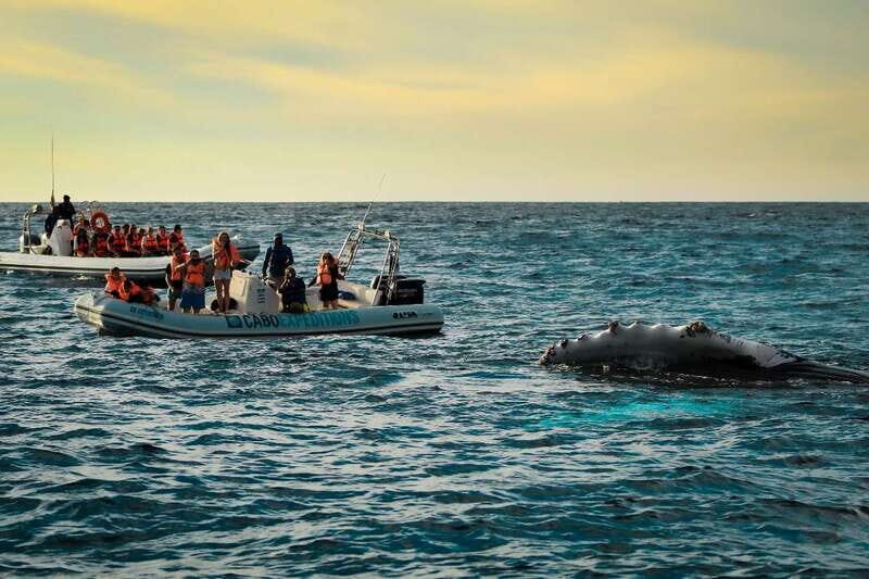Cabo San Lucas: Up-Close Whale Watching Small-Group Tour - Final Thoughts: Is It for You?