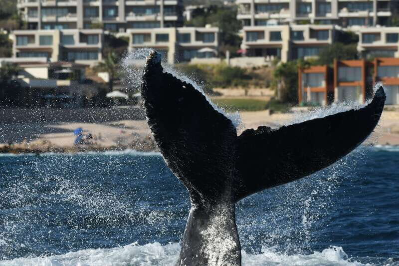 Cabo San Lucas: Up-Close Whale Watching Small-Group Tour - Frequently Asked Questions