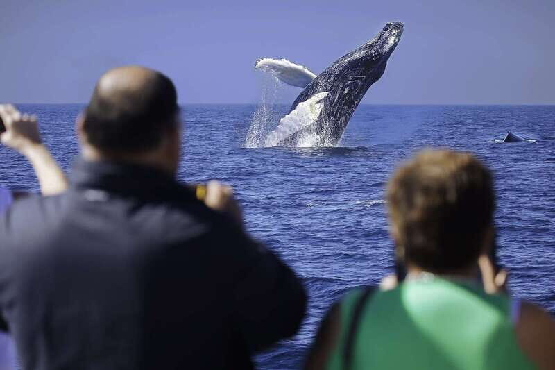 Cabo San Lucas: Whale Watching Breakfast Cruise - A Close Look at the Experience