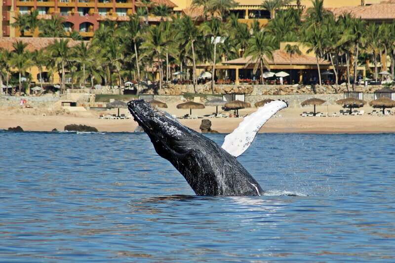 Cabo San Lucas: Whale Watching Experience on Catamaran - Key Points