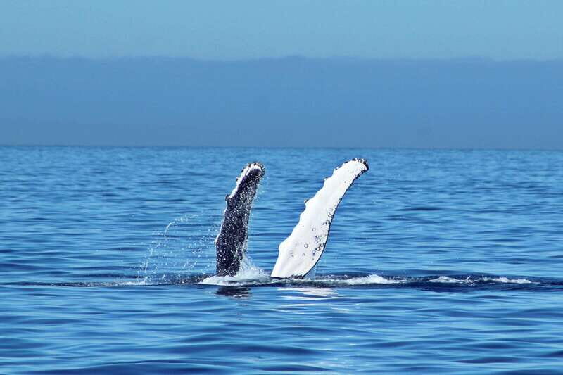 Cabo San Lucas: Whale Watching Experience on Catamaran - In-Depth Review: An Authentic Baja Whale-Watching Adventure