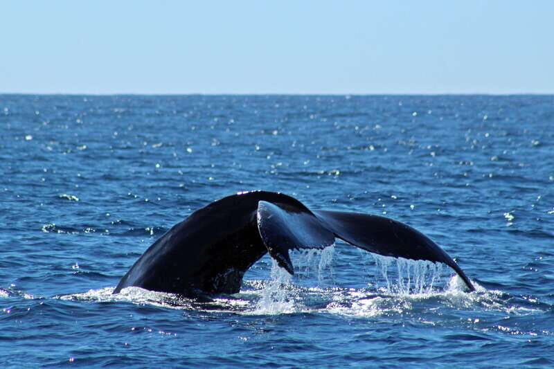 Cabo San Lucas: Whale Watching Experience on Catamaran - Final Thoughts: Is This Experience Worth It?