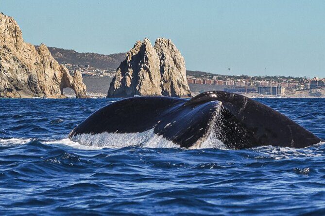 Cabo San Lucas Whale Watching: Hear the Whales as You See Them - Detailed Itinerary and Experience