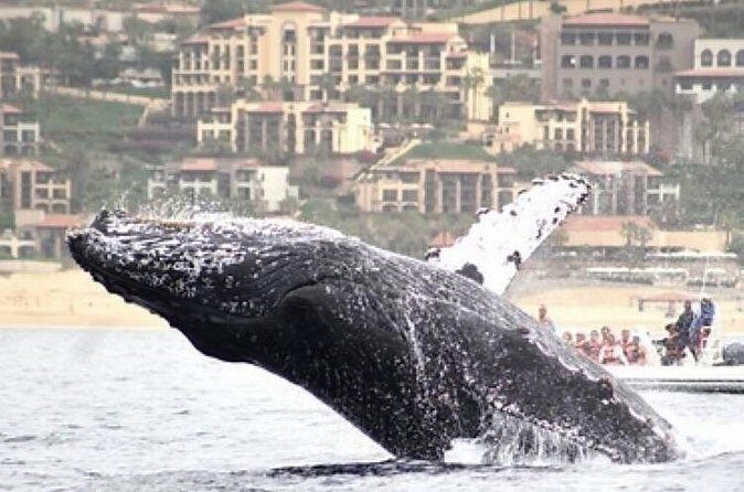 Cabo San Lucas Whale Watching: Hear the Whales as You See Them - Weather and Cancellation Policy