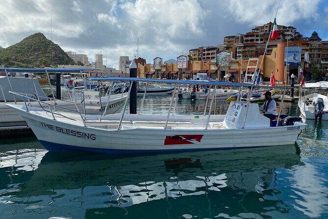 Cabo San Lucas Whale Watching: Hear the Whales as You See Them - Who Would Love This Tour?