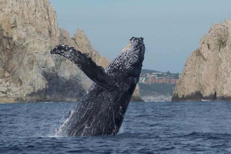 Cabo San Lucas: Whale Watching/Hearing Tour with Hydrophones - Who Will Love This Tour?