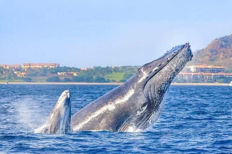 Cabo San Lucas: Whale Watching/Hearing Tour with Hydrophones - The Sum Up: Who Is This Tour Best For?