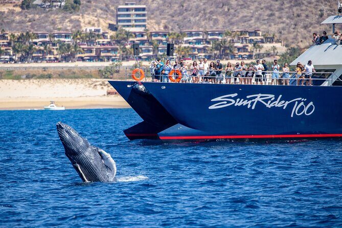 Cabo San Lucas Whale Watching Lunch Cruise - Who Should Book This Tour?