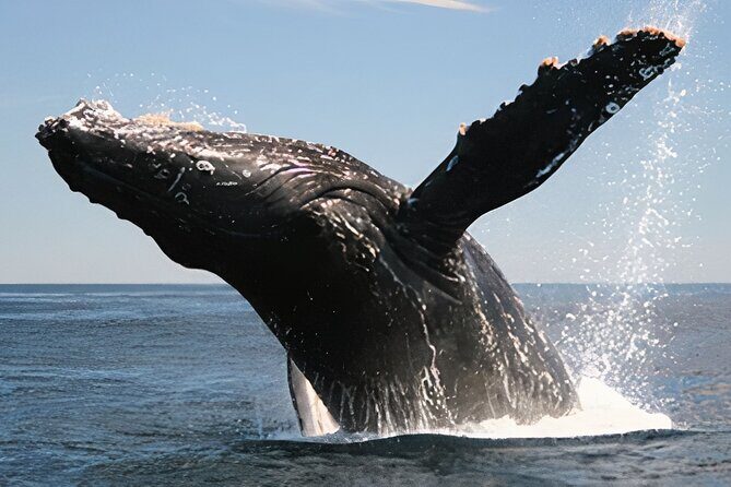 Cabo San Lucas Whale Watching Tour All Included - An In-Depth Look at the Cabo Whale Watching Experience