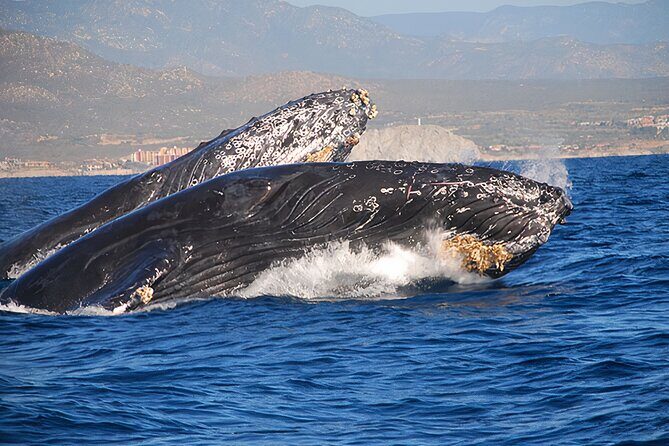 Cabo San Lucas Whale Watching Tour All Included - FAQ