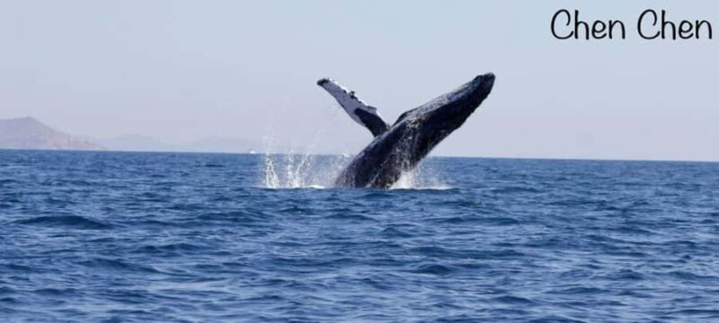 Cabo San Lucas: Whale Watching Tour - A Detailed Review of the Cabo San Lucas Whale Watching Tour