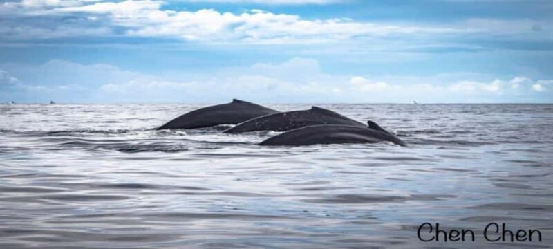 Cabo San Lucas: Whale Watching Tour - FAQ