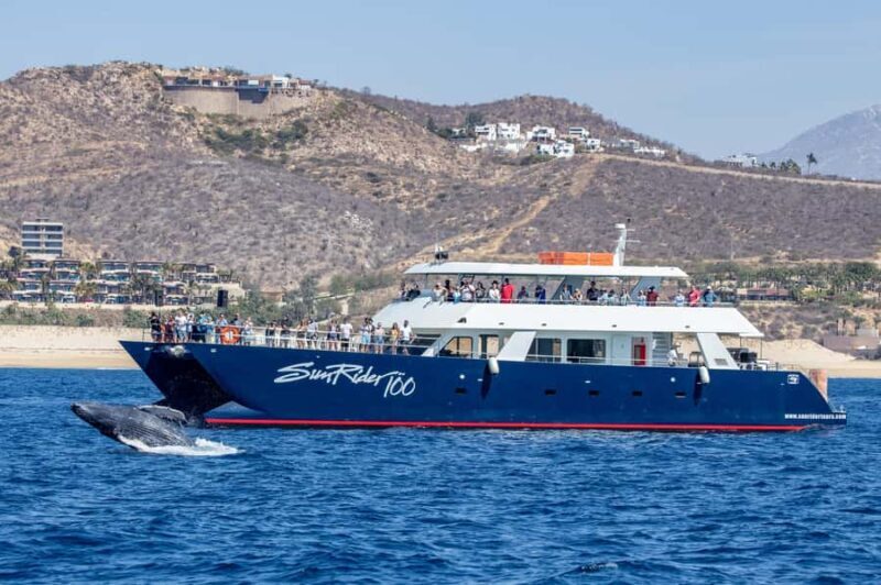 Cabo San Lucas: Whale Watching Tour with Buffet & Open Bar - Who Should Consider This Tour?