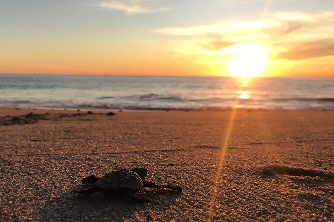 Cabo Turtle Release - A Detailed Look at the Cabo Turtle Release Experience
