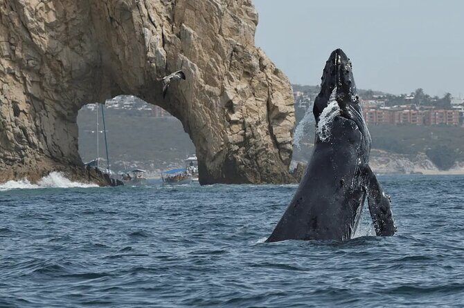 Cabo Whale Watching Tour: 2 Hours at Arch & Lovers Beach - A Closer Look at the Cabo Whale Watching Tour
