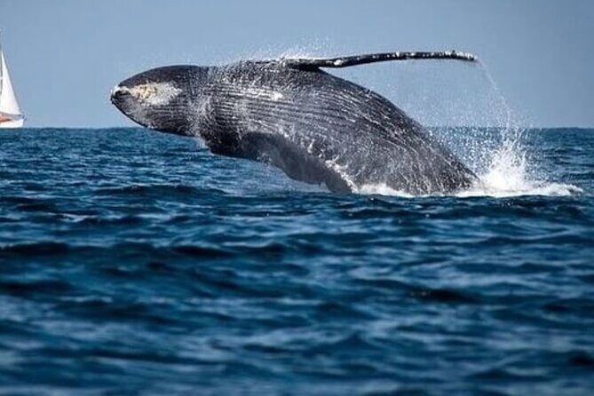 Cabo Whale Watching Tour: 2 Hours at Arch & Lovers Beach - Authentic Experiences & Real Traveler Insights