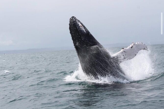 Cabo Whale Watching Tour: 2 Hours at Arch & Lovers Beach - Final Thoughts