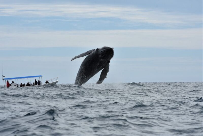 Cabo: Whale-Whatching Boat Trip w/ All-Women Crew and Photos - Who Should Book This Tour?