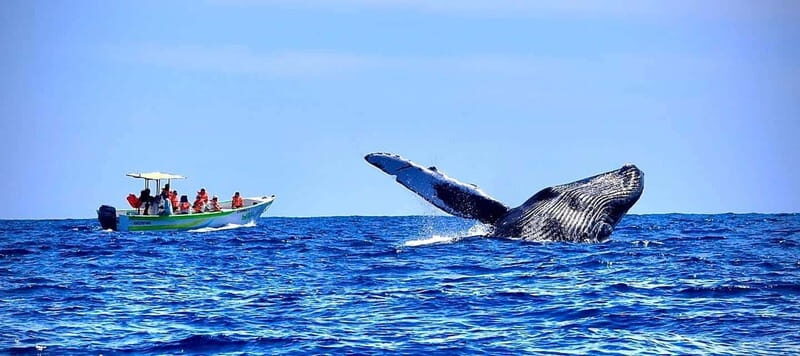 Cabo: Whale-Whatching Boat Trip w/ All-Women Crew and Photos - Key Points