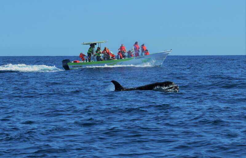 Cabo: Whale-Whatching Boat Trip w/ All-Women Crew and Photos - An In-Depth Look at the Cabo Whale-Watching Tour