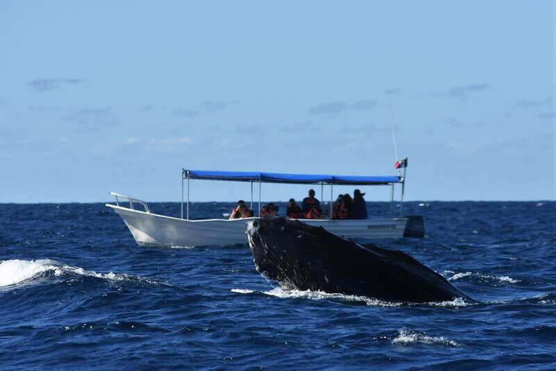 Cabo: Whale-Whatching Boat Trip w/ All-Women Crew and Photos - Final Thoughts