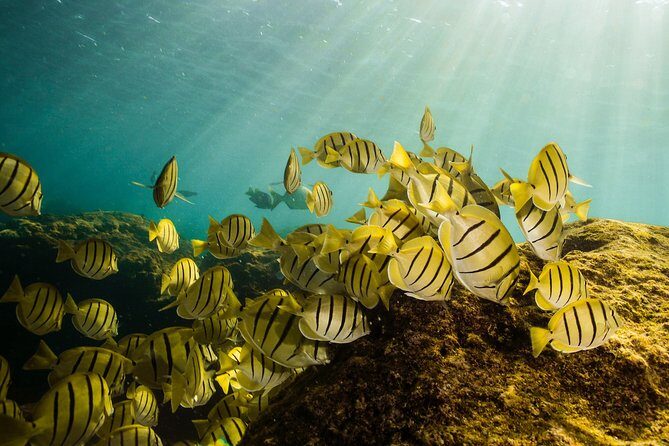 Cabo Wildlife SAFARI - FAQs