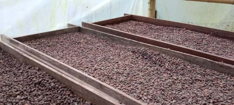 Cacao and Coffee Tour - Detailed Review of the Cacao and Coffee Tour