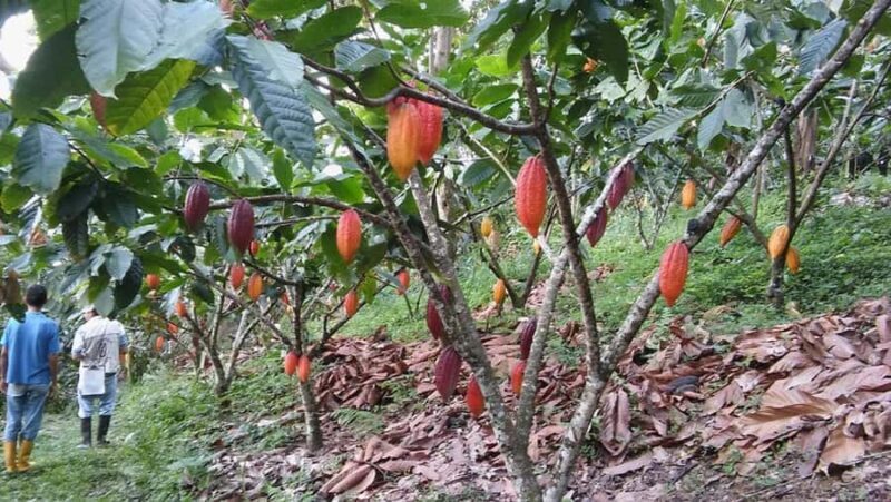 Cacao and Coffee Tour - Final Verdict