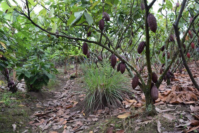Cacao and Gastronomy Tour from Guayaquil - Potential Drawbacks