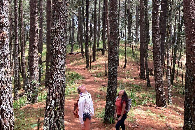 Cacao day experience from the wood to your cup! - An In-Depth Look at the Cacao Day Experience