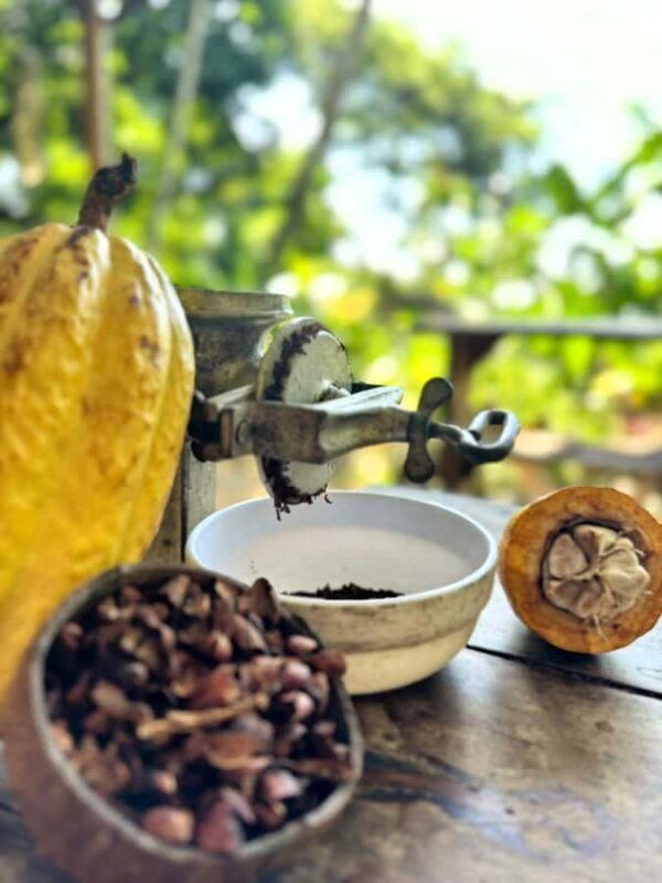 Cacao Experience Tour - A Closer Look at the Cacao Experience Tour
