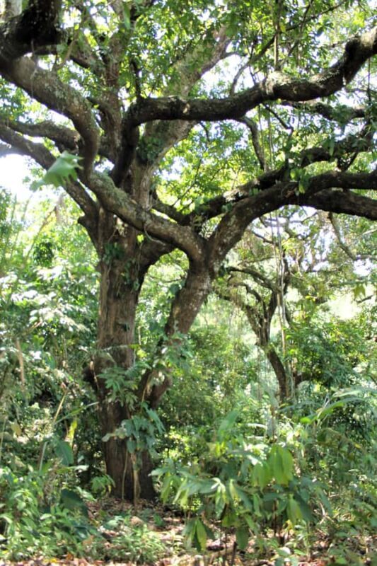 Cacao Experience Tour - Potential Drawbacks or Considerations