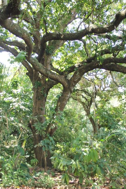 Cacao Experience Tour - The Sum Up