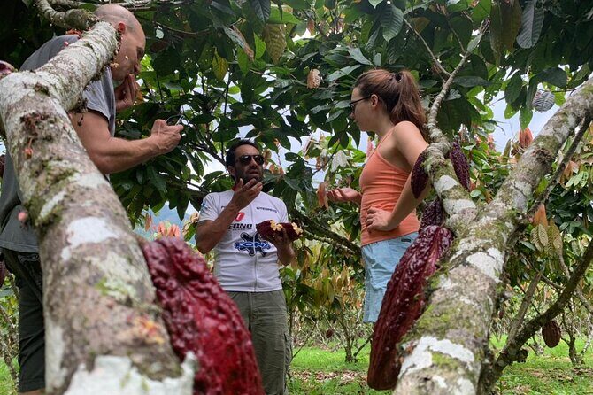 Cacao Farm & Chocolate tasting with a visit to Jubones desert - A Taste of Ecuador’s Contrasts: Cacao, Desert, and Tropical Farm