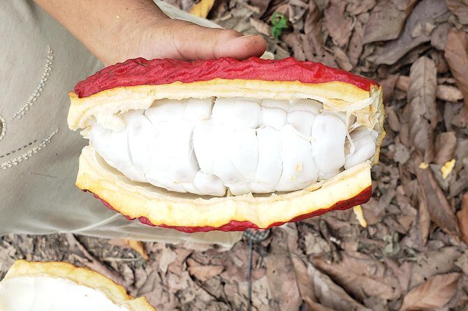 Cacao Farm & Chocolate tasting with a visit to Jubones desert - The Value of This Tour