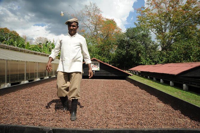 Cacao Plantation and Chocolate Factory Tour- Classic - Practical Tips for Visitors