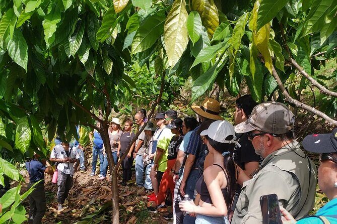 Cacao Walking Tour in Puerto Rico - A Sweet Journey Through Puerto Rico’s Cacao Farm