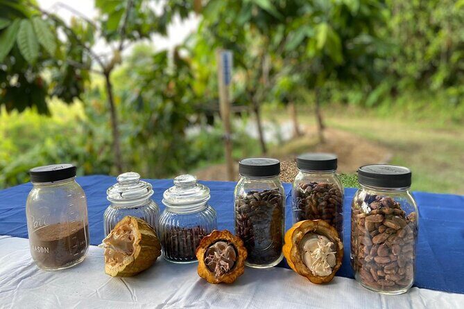 Cacao Walking Tour in Puerto Rico - Key Points