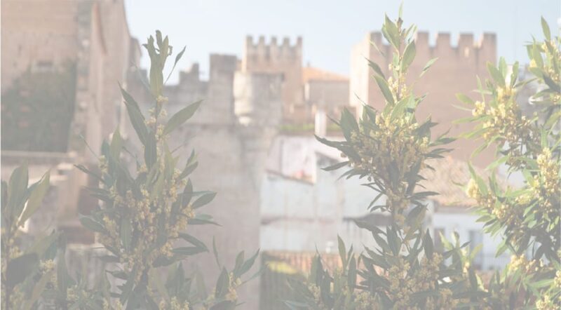 Cáceres: City Highlights Walking Tour with Local Guide - The Sum Up