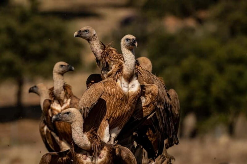 Cáceres: Monfrague Wildlife Full-Day Tour - Detailed Breakdown of the Experience