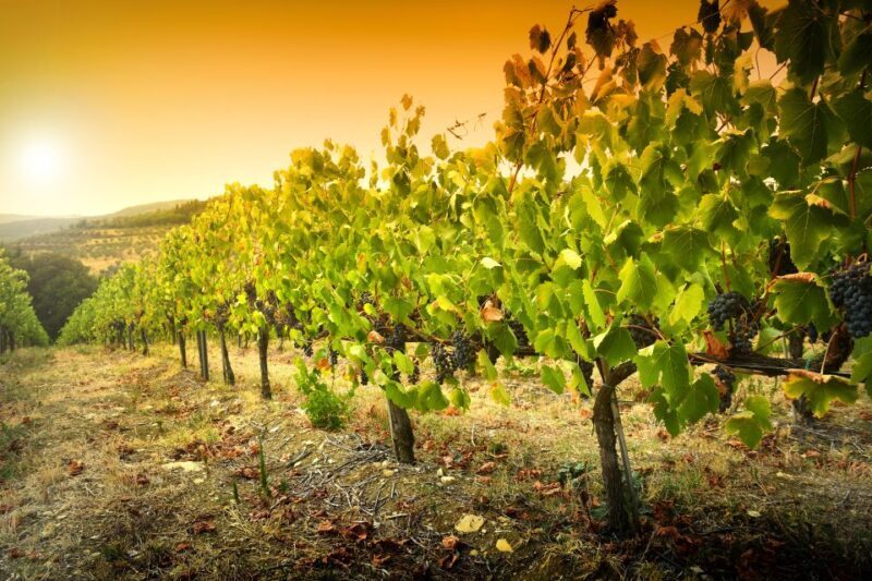 Cáceres: Winery Tour and Wine Tasting with Local Guide - Frequently Asked Questions