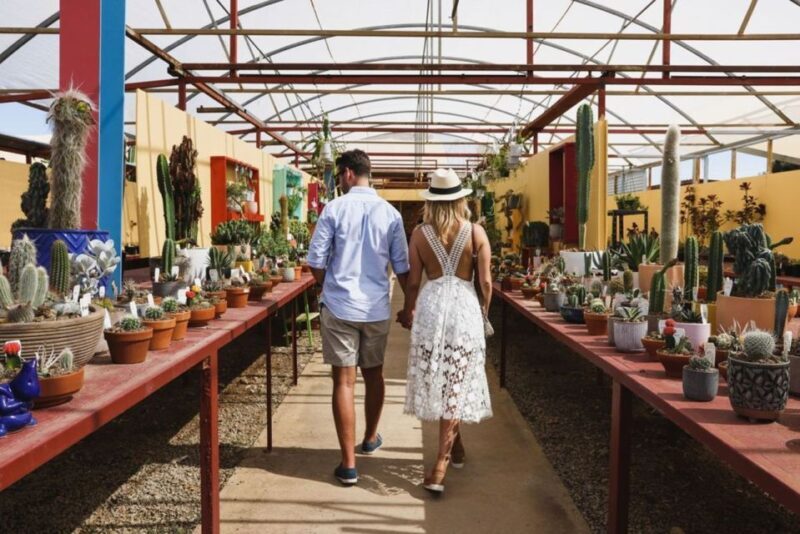 Cactus Country: Entry Ticket - A Detailed Look at Cactus Country