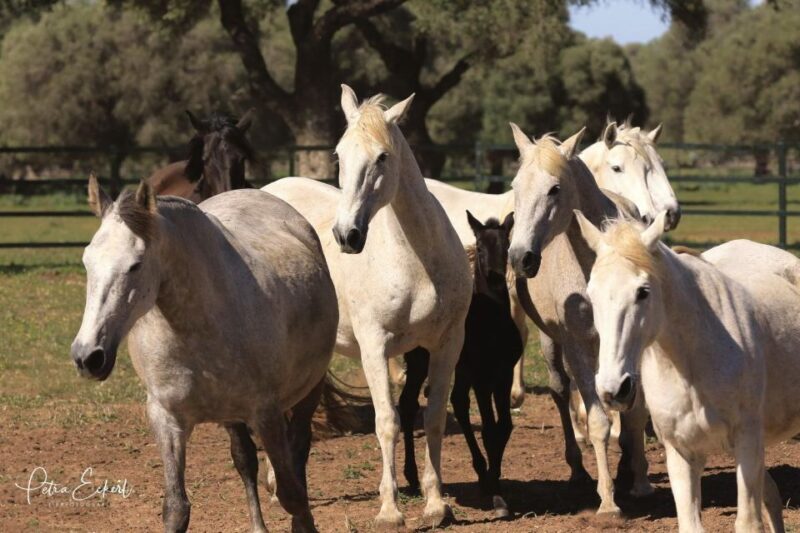 Cadiz: Andalusian Horses and Bulls Country Show - Experience the Charm of Cadiz: Andalusian Horses and Bulls Country Show