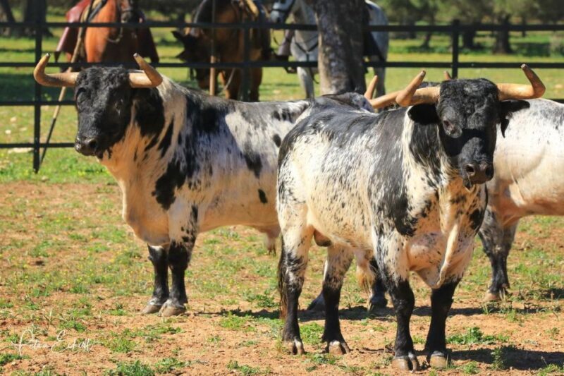 Cadiz: Andalusian Horses and Bulls Country Show - The Sum Up