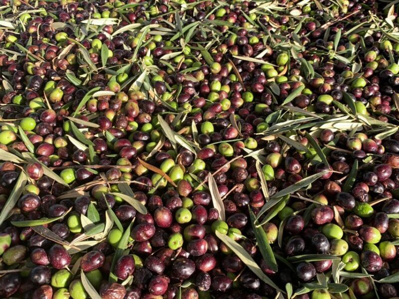 Cadiz: Countryside Finca Ecological Wine Tasting - Key Points
