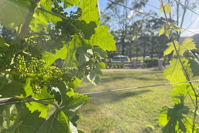 Cael's Gate Wine and Ploughmans Lunch in Hunter Valley - Location and Setting: Where Rustic Meets Contemporary Elegance
