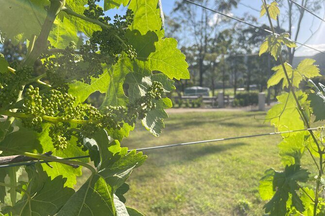 Caels Gate Wine Tasting in Hunter Valley - Key Points