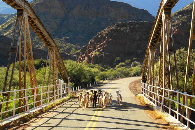 Cafayate, Vineyards and Calchaquies Valleys Tour from Salta - Key Points